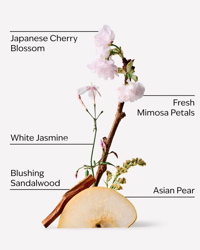 Bath & Body Works Japanese Cherry Blossom scented Candle 411g - شمعة أزهار الكرز اليابانية بثلاث فتائل من باث اند بودي