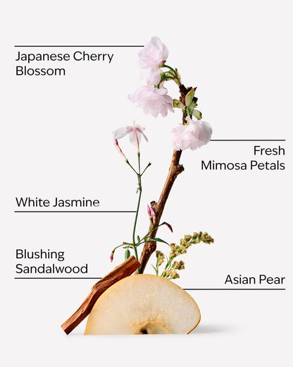 Bath & Body Works Japanese Cherry Blossom scented Candle 411g -  شمعة أزهار الكرز اليابانية بثلاث فتائل من باث اند بودي